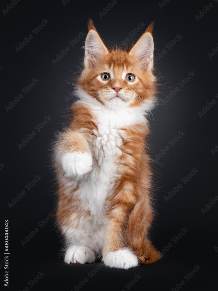Handsome red with white Maine Coon cat kitten, sitting up facing front holding one paw high up. Looking towards camera with attitude look and green eyes. Isolated on a black background.