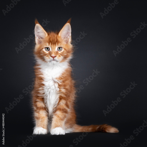 Handsome red with white Maine Coon cat kitten, sitting up facing front. Looking towards camera with attitude and green eyes.