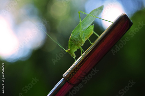 Selva y mate - Misiones, Argentina 