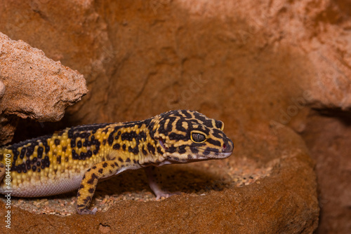 Leopard gecko, Pakistani fat-tailed gecko, Eublepharis macularius