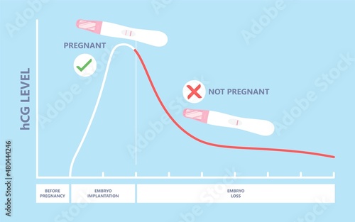 Beta hCG levels blood test at home period of days false result weeks cycle twins missed miscarry lab past In vitro fertilisation IVF sperm baby check egg line molar loss serum care menstruation birth