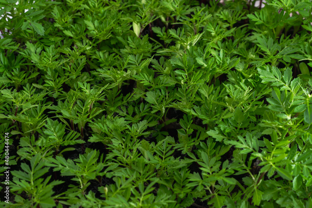 Seedlings of annual flowers for garden beds. Natural background, greenery. Seedlings of annual flowers for garden beds. Natural background, greenery.