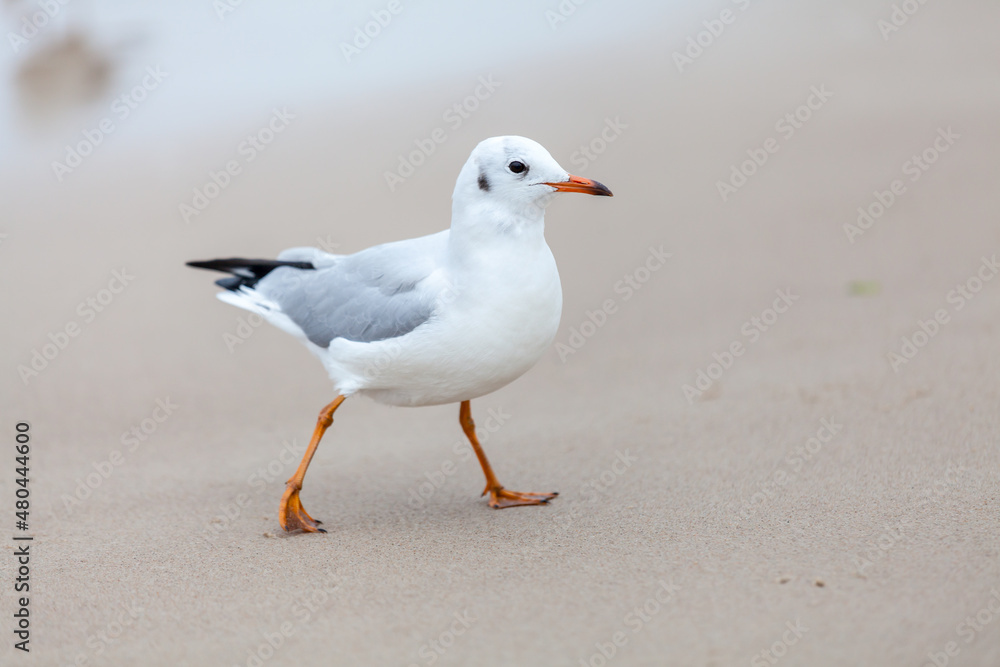 Seagull in the natural environment on the Baltic Sea. Seagull in the natural environment on the Baltic Sea.