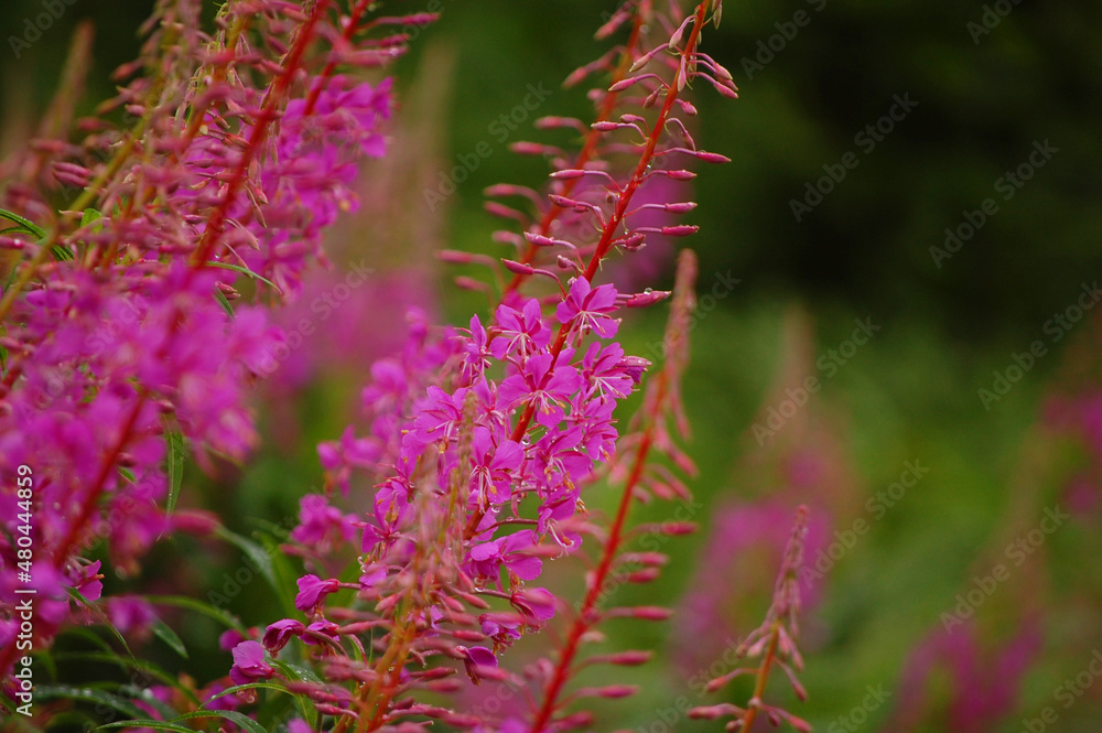 Obraz premium Fireweed flower in spring meadow.