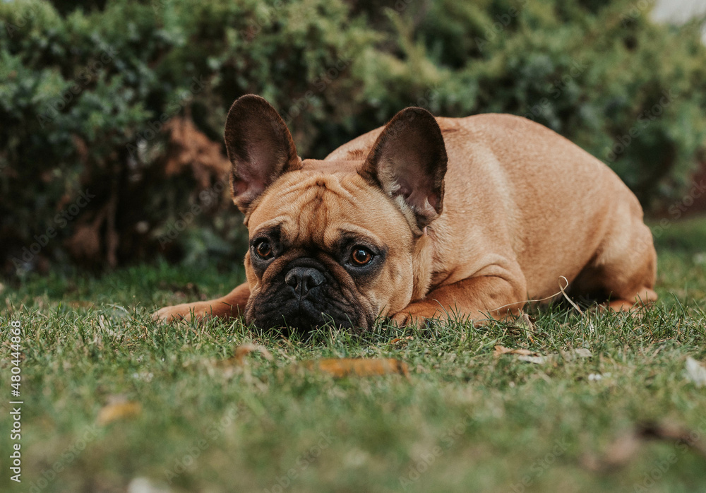French bulldog on the grass 