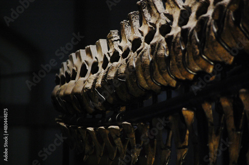 Close-up of bones of a dinosaur. photo