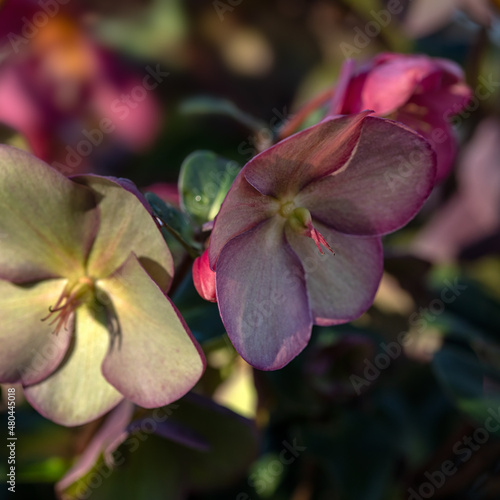 Closeup of flowers of Helleborus 'Early Rose' in winter © Chris Lawrence