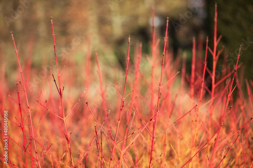 Close up of stems of Cornus sanguinea 'Midwinter Fire' in winter photo