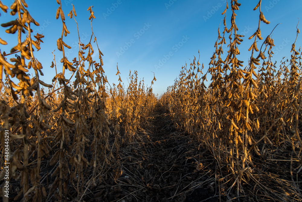 Fototapeta premium Open soybean field at sunset.