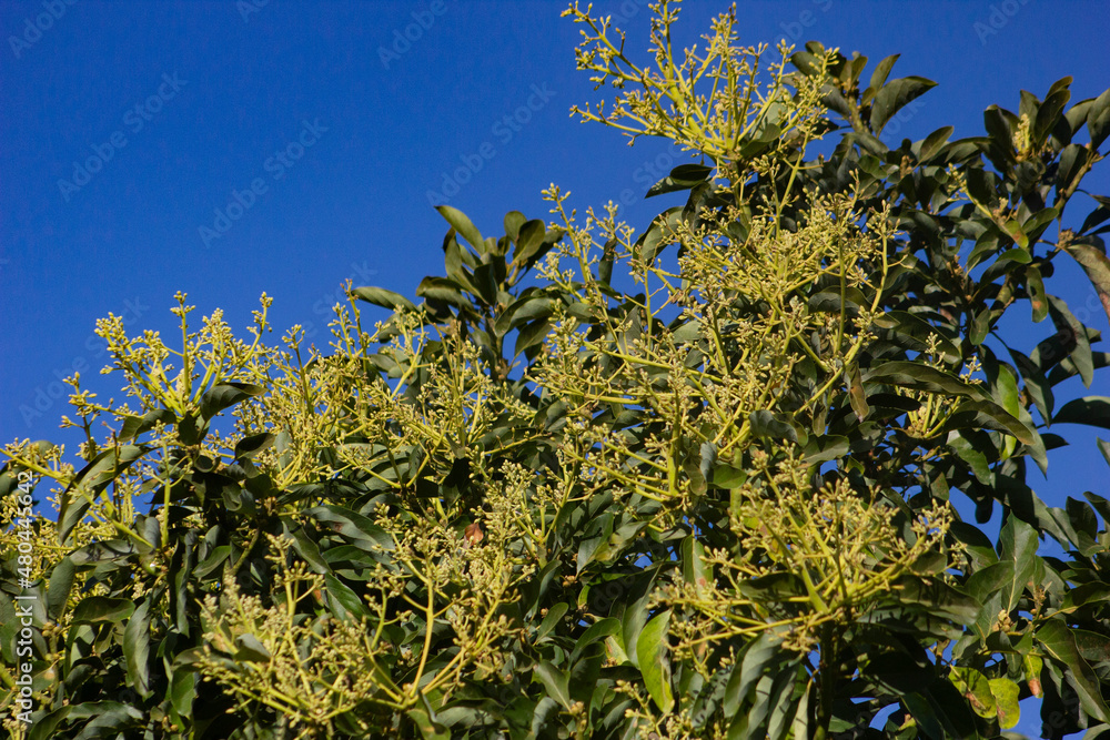 Obraz premium AVOCADO TREE BLOSSOMS AT THE EARLY TROPICAL SPRING