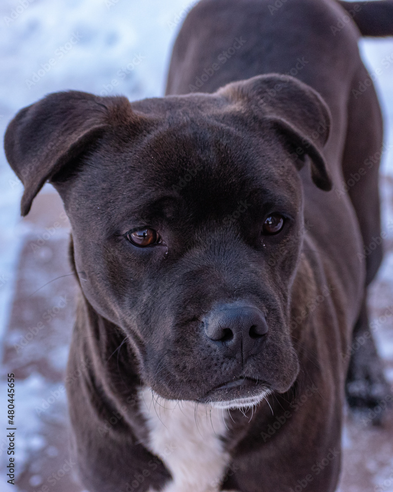 portrait of pit bull