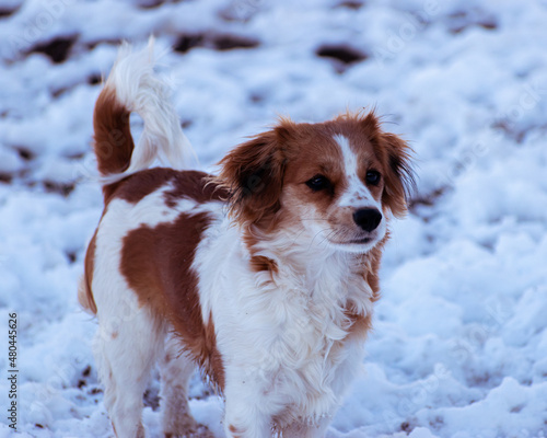 long haired chihuahua in snow