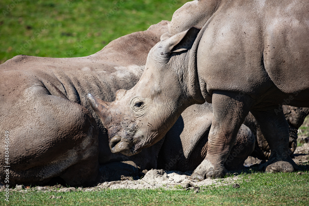 Obraz premium White rhinoceros. Mammal and mammals. Land world and fauna. Wildlife and zoology.