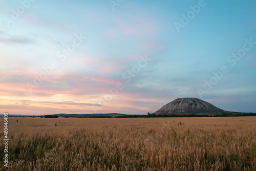 The field is yellow, in the distance there is a mountain at sunset. Beautiful nature in summer, early autumn.