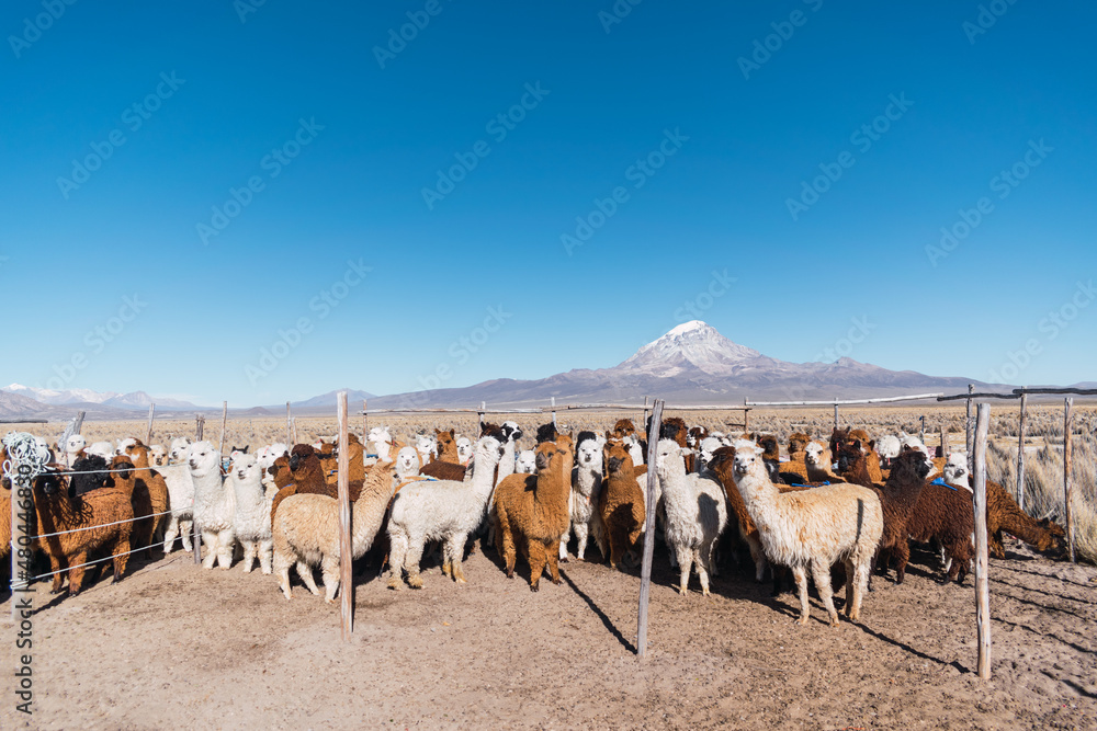 alpacas and llamas grazing in the sajama national park in bolivia on a sunny day with blue sky and clouds surrounded by snowy mountains and dry vegetation