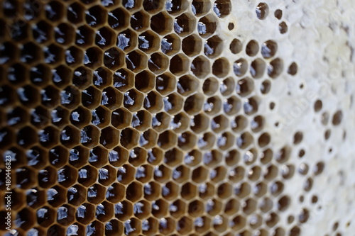 FU 2020-10-31 BienenHelmut 84 In offenen Bienenwaben ist Honig