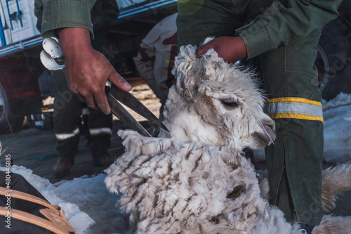 alpaca being sheared in the heights of the Andes in Latin America on a sunny day with blue sky and clouds