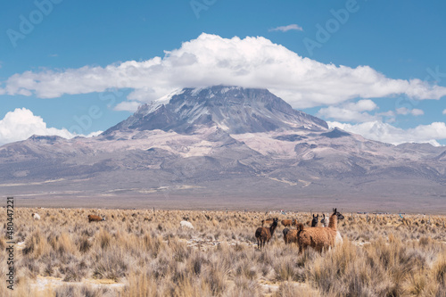 alpacas and llamas grazing in the sajama national park in bolivia on a sunny day with blue sky and clouds surrounded by snowy mountains and dry vegetation photo