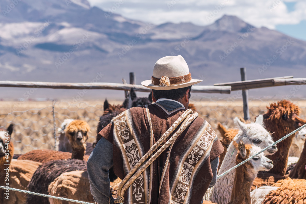 alpaquero man dressed in a brown indigenous poncho surrounded by his alpacas in the heights of bolivia in the sajama national park on a sunny day - obrazy, fototapety, plakaty 