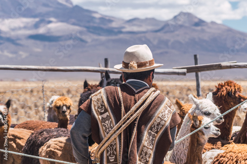 alpaquero man dressed in a brown indigenous poncho surrounded by his alpacas in the heights of bolivia in the sajama national park on a sunny day photo
