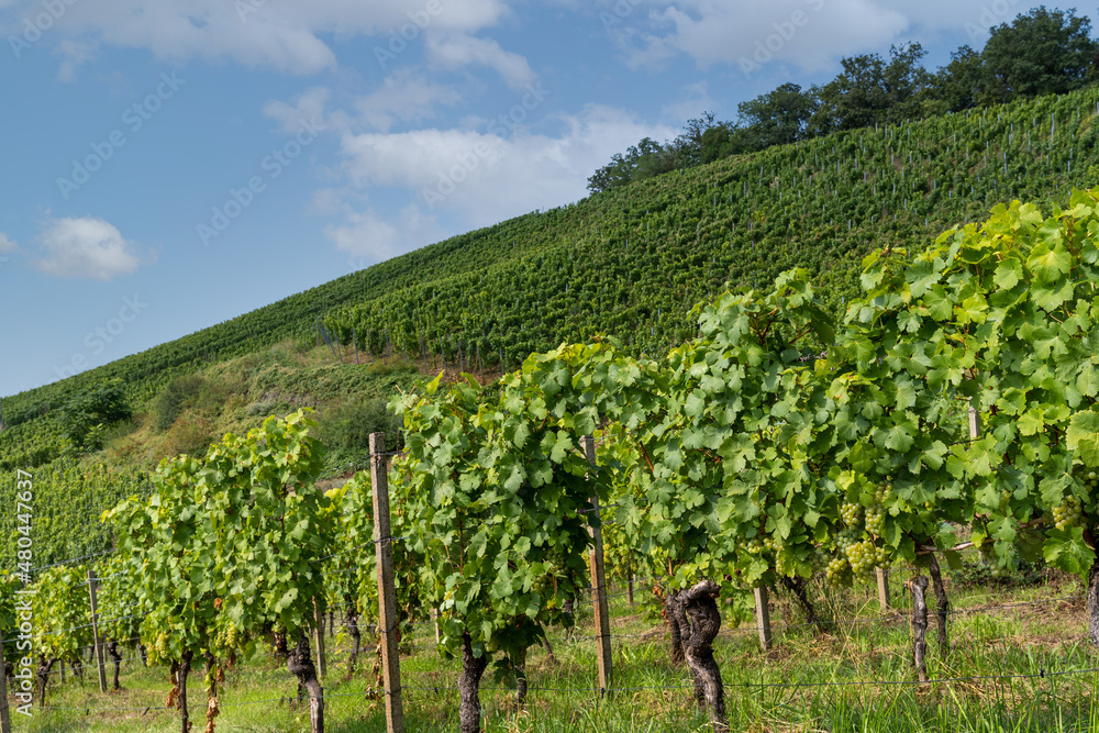 Vineyard near Dresden. Vines with grapes ripe for harvest.