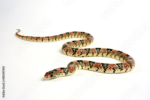 Long-nosed snake // Langnasennatter (Rhinocheilus lecontei) © bennytrapp