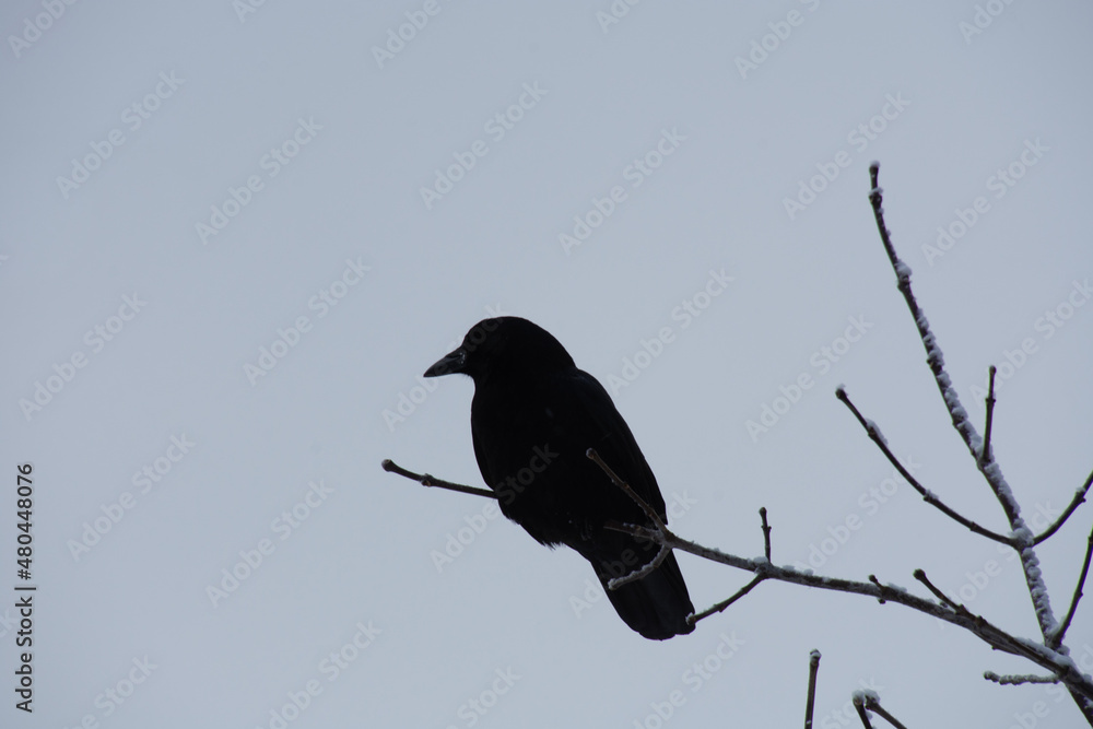 Crow perched on a frozen branch in the Canadian forest in very cold weather Crow perched on a frozen branch in the Canadian forest in very cold weather