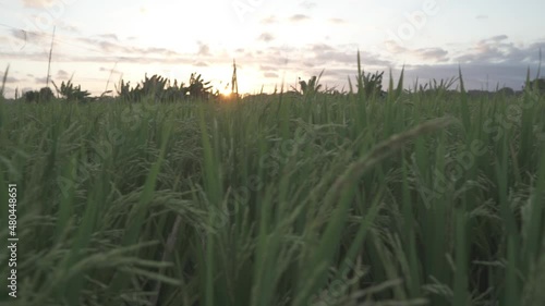 Sunset Lush Green Grass Rice Field Kertalangu Bali Indonesia photo