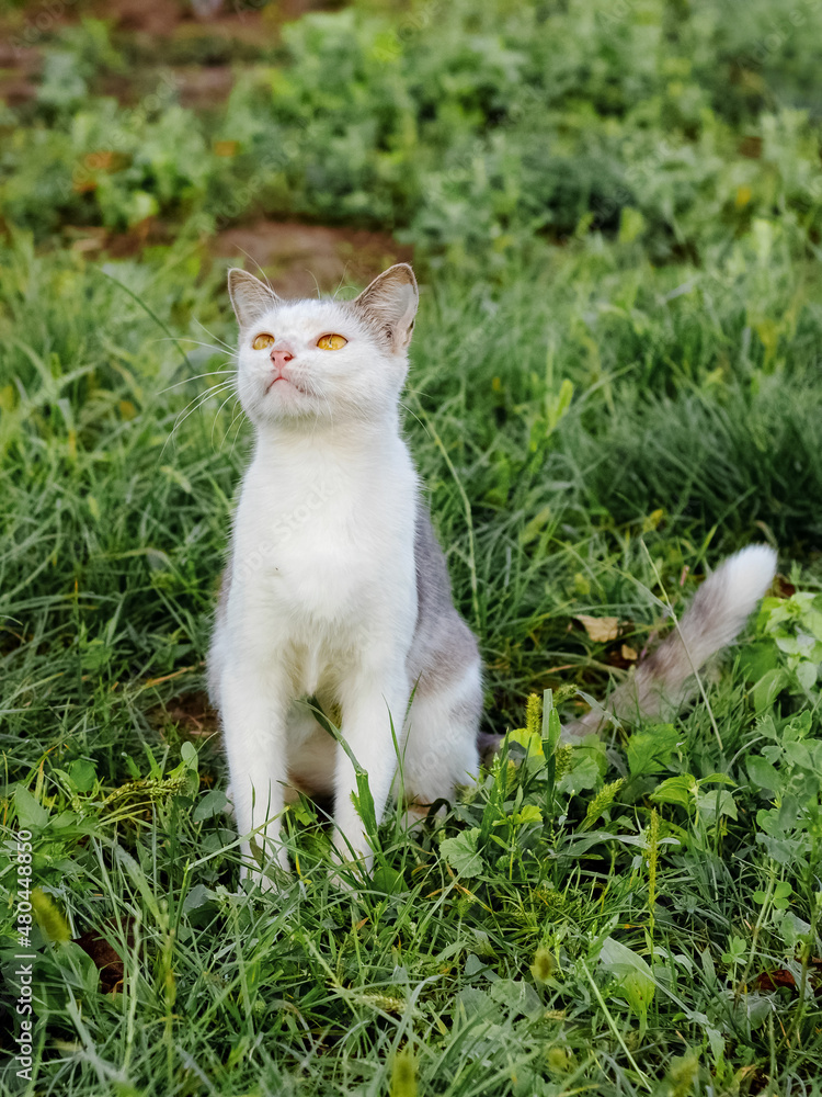 A young cat with white and gray fur sits in the garden on the grass and looks up