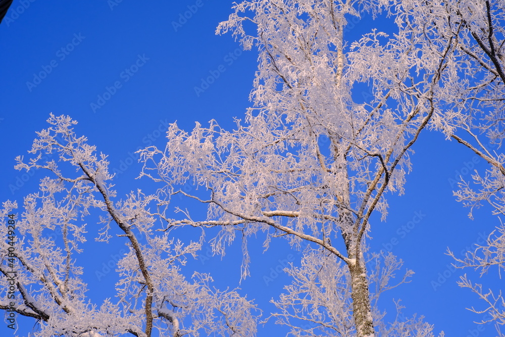Snow-covered trees in hoarfrost at a ski resort, lift, funicular, ski lift Snow-covered trees in hoarfrost at a ski resort, lift, funicular, ski lift