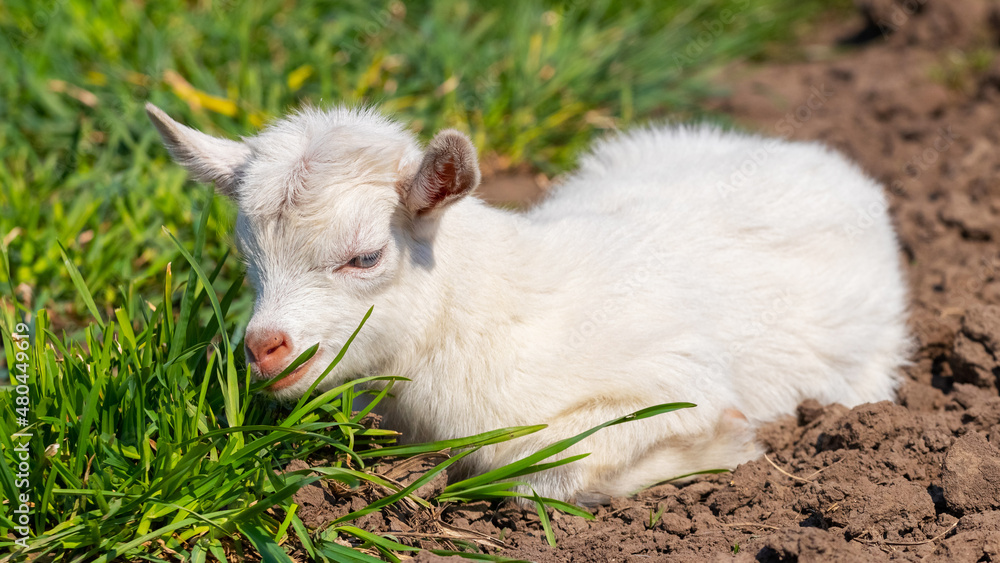 Fototapeta premium A small white goat lies in the garden near the green grass