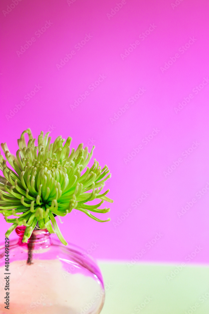 Obraz premium A fresh, green spider mum flower in a vase against a magenta-pink background, with copy space
