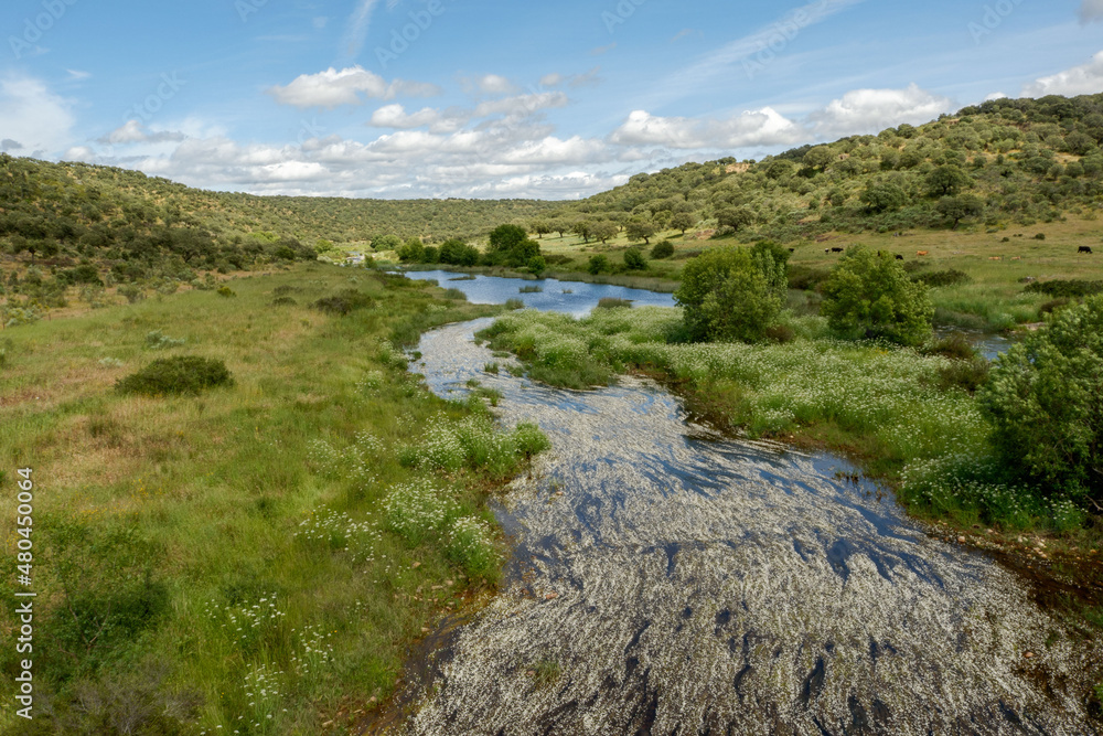 Espacio natural de interés ornitológico ZEC Río Almonte en la Red Natura de Extremadura. Río natural con vegetación de ribera y encinar en dehesa.