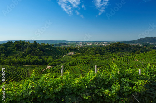 Cartizze vineyards valdobbiadene italy photo