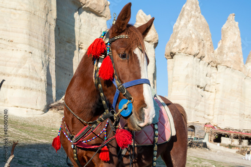 Horse in Cappadocia
