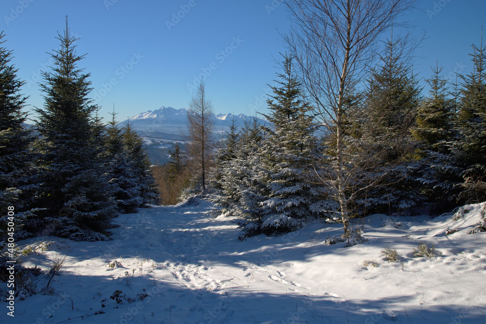 Obraz premium Winter in the Beskid Sadecki, tourist trail with view to the Tatra Mountains, Carpathians, Poland