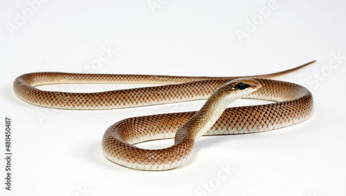 Schnabelnasennatter // Rufous Beaked Snake (Rhamphiophis rostratus) photo