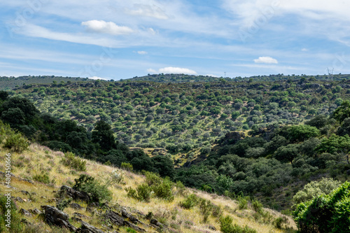 Parque nacional de Monfragüe en Extremadura España en primavera dehesas y paisaje natural