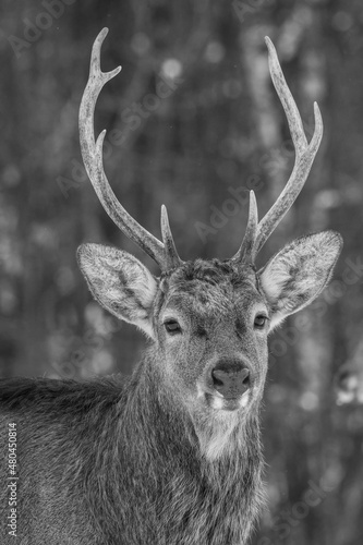 Wild roe deer in the winter forest in the wild