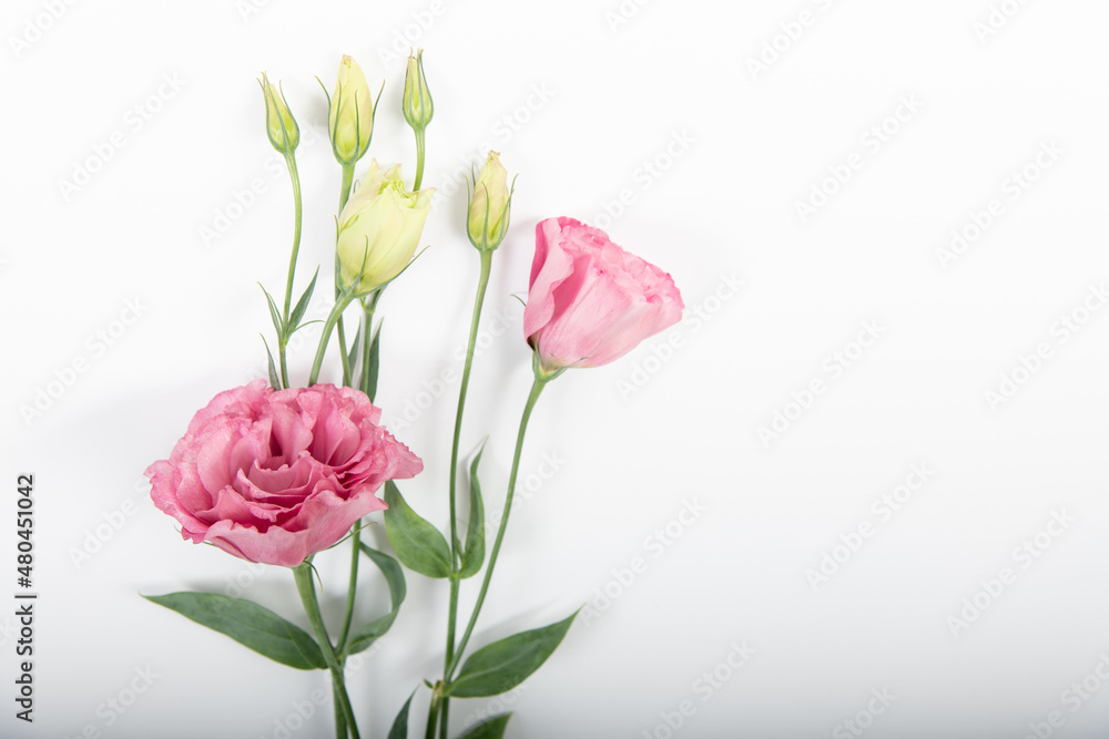 Obraz premium Pink peony with two blooms and buds on white background