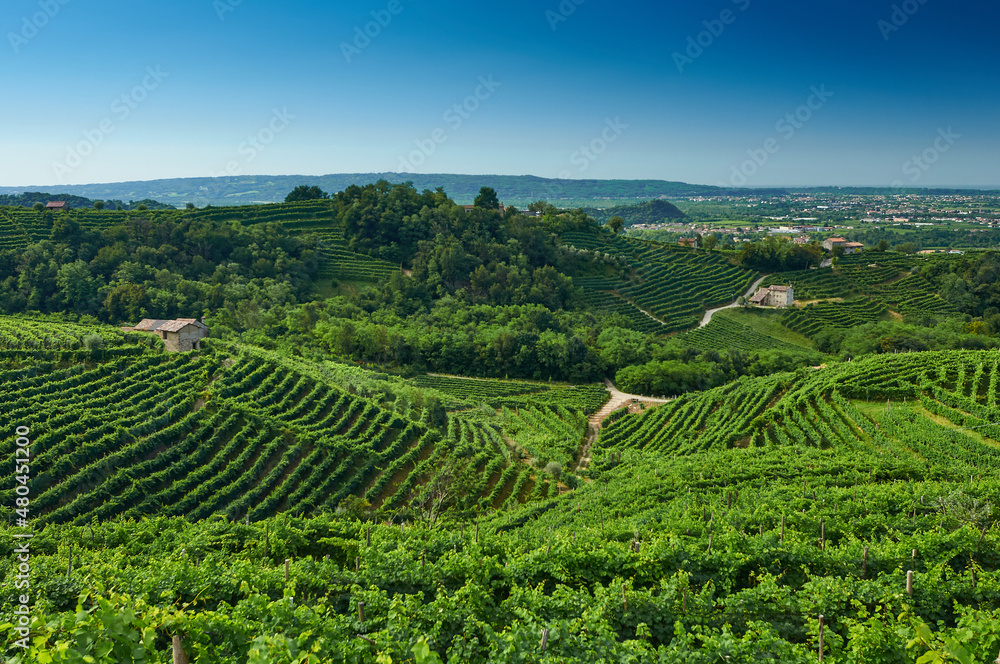 Beautiful vineyards from the cartizze's hill, valdobbiane, italy