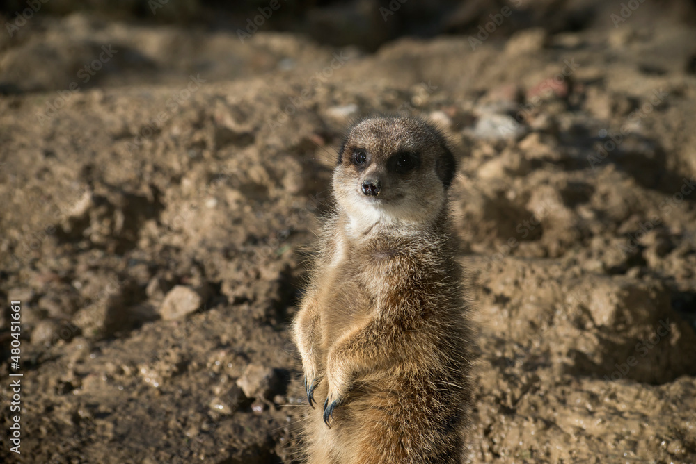 Portrait of meerkat standing on the land Portrait of meerkat standing on the land