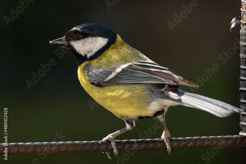Great tit stands on a metal pole at the feeder. East Moravia. Europe. 