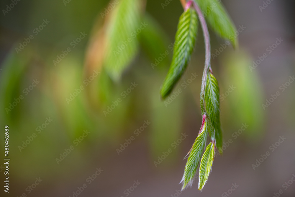 spring beech leaf stems on branches spring beech leaf stems on branches