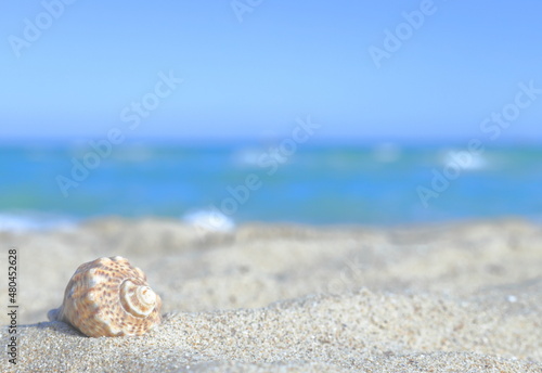 Blurred background of the sea, shell, on the sand, on the shore