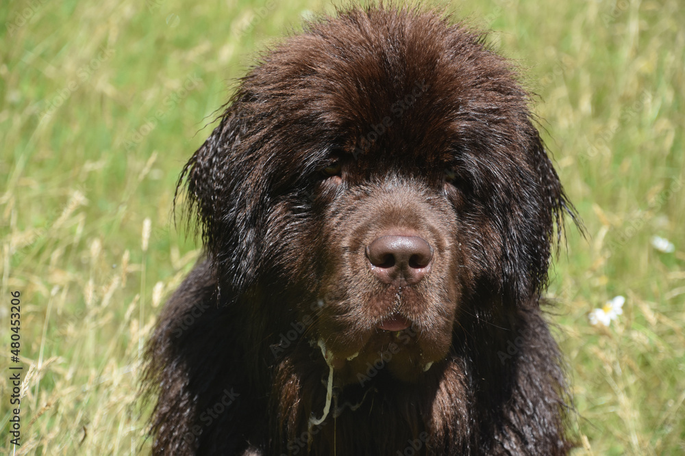 Field with a Big Brown Newfoundland Dog Drooling