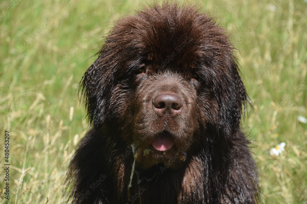 Damp Chocolate Brown Newfoundland Dog Outdoors in the Summer