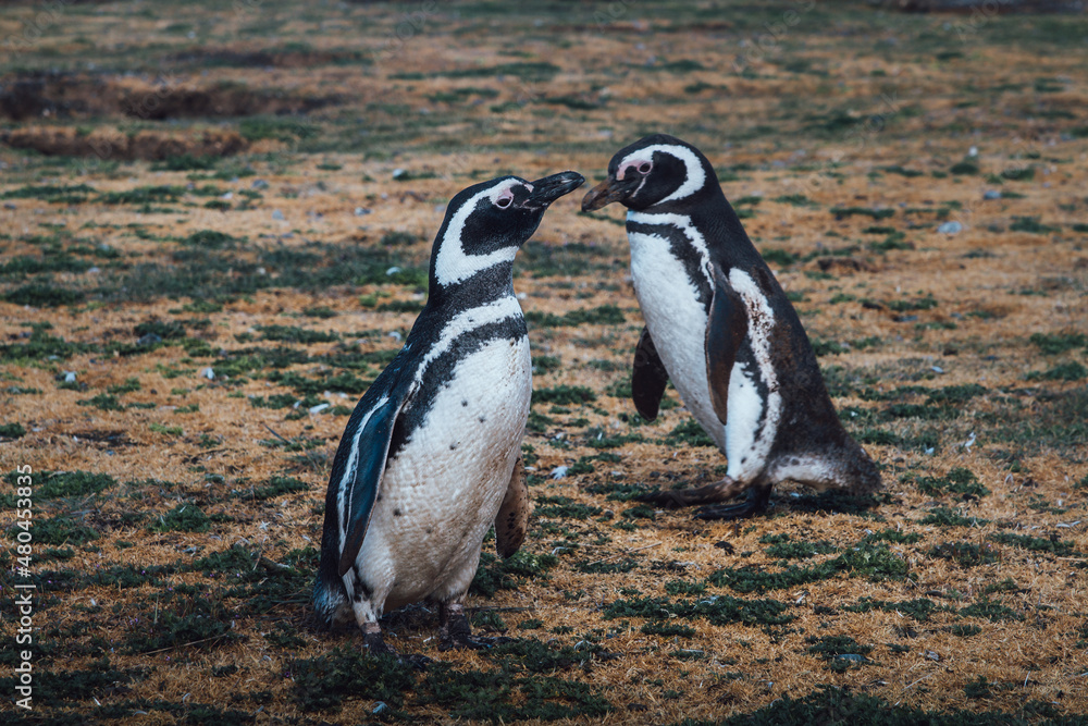 Fototapeta premium Two Patagonian penguins on Isla Magdalena in the Strait of Magellan in Chilean Patagonia