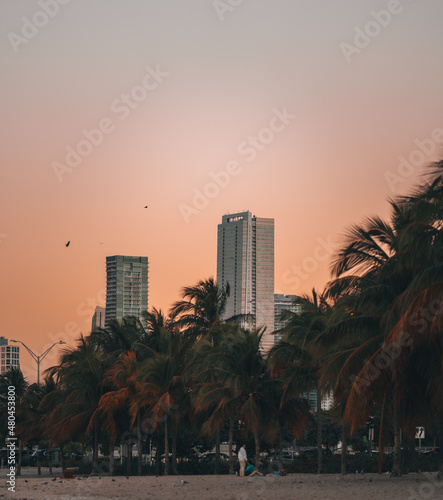 beach sunset palms people tree buildings sky sunrise Miami Florida 
