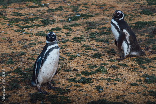 Two patagonian penguins on an island in the strait of magellan on a cloudy day 